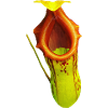 Nepenthes burkei