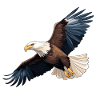 Bald Eagle Eagle Flying Eagle