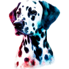 Dalmatian Dog