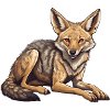 Jackal