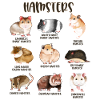 Lots of different hamsters