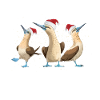Galapagos Christmas