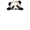 Panda Panda Bear