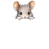 Mouse Mice