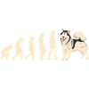 Malamute d’Alaska Evolution