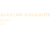 Alaskan Malamute Definition