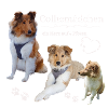 Colliemädchen 1