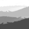 Moutons dans la brume
