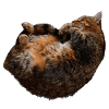 entspannte Katze, tabby motive
