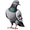 Dove