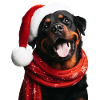 Rottweiler Joyeux Noël
