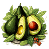 Avocat - Illustration