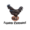 Ayam Cemani Comic