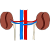 Coffee Beans Kidney