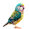 Perruche Oiseau Calopsitte Propriétaire d’oiseau
