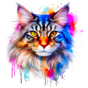 Maine Coon Cat
