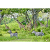 Wildlife Family mixed