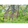 Wildlife Family Tanzania