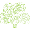 Monstera Deliciosa Albo Botanical Houseplant