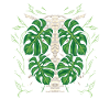 Monstera Deliciosa Albo Botanical Houseplant