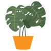 Monstera Deliciosa Albo Botanical Houseplant