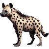 Hyena sideways