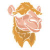 Camel Cool