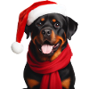 Rottweiler Merry Christmas