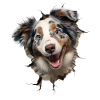 Australian Shepherd Owner - Perfect Aussie