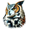 Long-eared owl