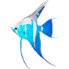 scalare fish, Skalar fisch süßwasser aquarium
