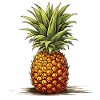 Ananas - Illustration