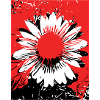 Sonnenblume