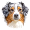 Australian Shepherd