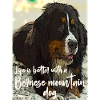Bouvier bernois