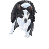 Bordercollie