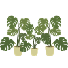 Monstera Deliciosa Albo Botanical Houseplant