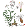 Baldrian (Valeriana officinalis)
