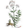 Baldrian (Valeriana officinalis)