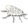 Fly