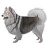 Mittelspitz