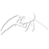 Spinne