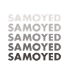 Samoyed