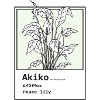 Peace lily Akiko