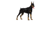 Dobermans, parce que les gens