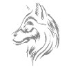 Wolf Canis Lupus