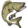 sandre pêche poisson prédateur
