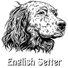 English Setter Portrait