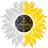 Sonnenblumen