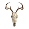 Deer Skull